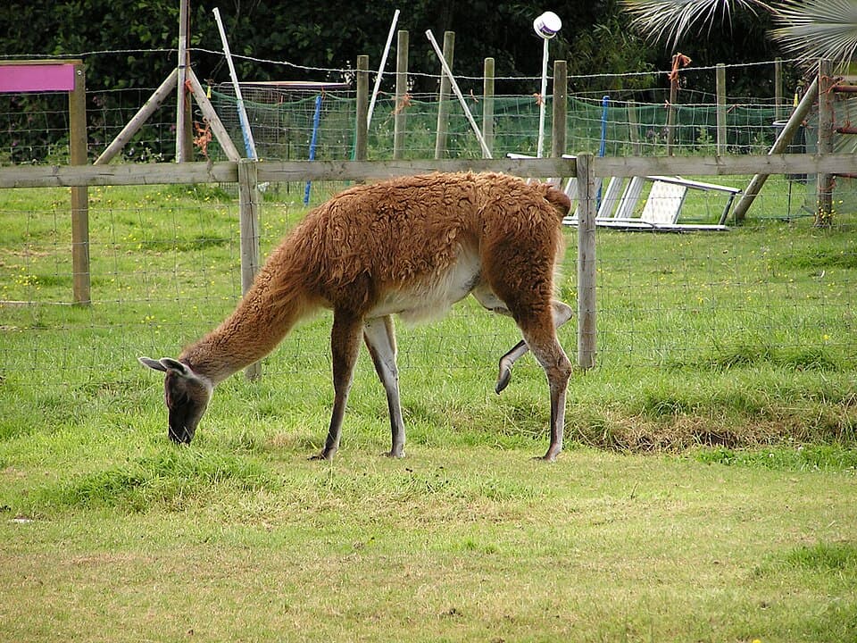 Lama eats 35 centimeters, dairy