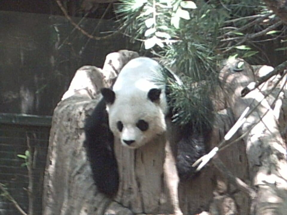 The panda spit is 40 centimeters, milky